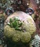 Frog wallpot