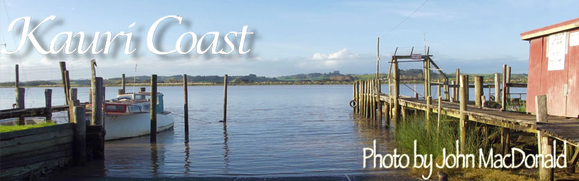 Northland's Kauri Coast | Historic | Adventure | Kauri Forest|