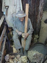 Dalmation Gum Digger cleaning Kauri Gum