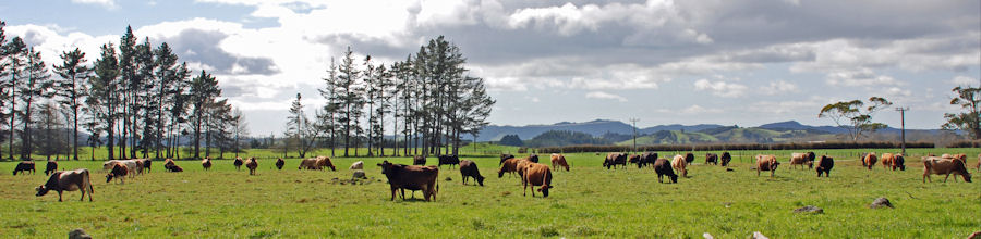 Kaikohe Events Calendar - What's On