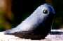 Chatham Island Black Robin