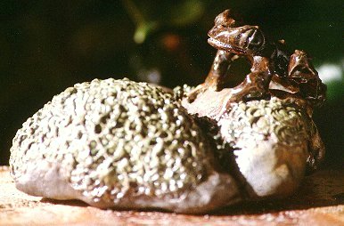 Hochstetter Frog