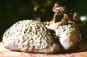 Hochstetter frog