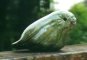 Kakapo
