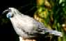 Kokako
