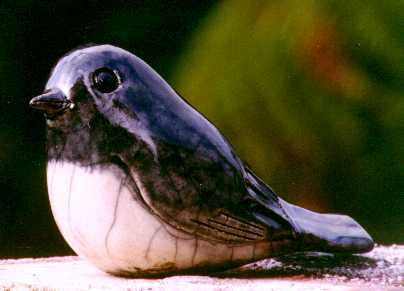 North Island Robin
