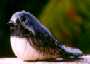 North Island Robin