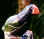 Takahe