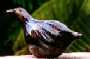Weka