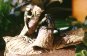 Double Frog Log
