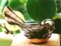 Fantail