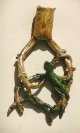 Gecko on a vine