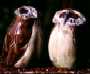 Moreporks