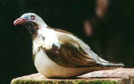 NZ Pigeon