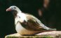 Wood Pigeon