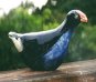 Pukeko