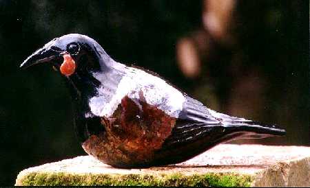 Saddleback
