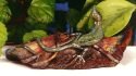 Single gecko log