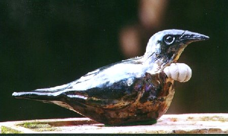 Tui