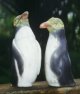 Yellow-eyed Penguins
